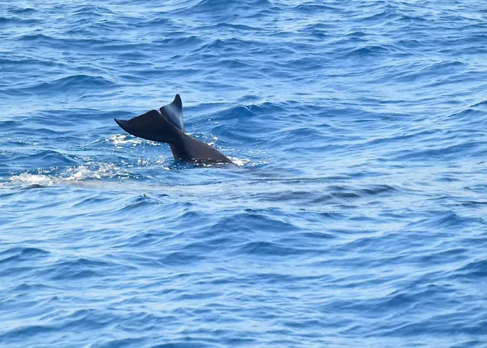 Casa Max Tenerife * La Mareta