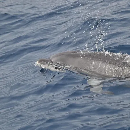 Casa Max Tenerife شقة La Mareta