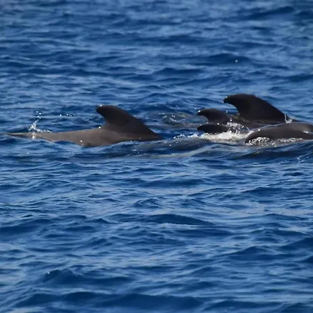 Casa Max Tenerife Apartman La Mareta