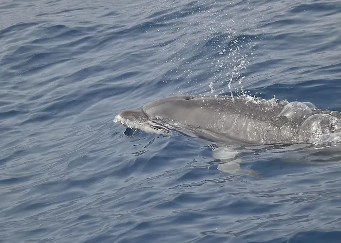 Casa Max Tenerife Apartamento La Mareta